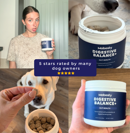 Probiotics & Enzymes for dogs – soft chews for gut health